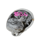 猫のささやかな日常です（個別スタンプ：10）
