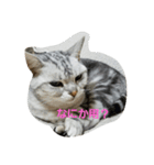 猫のささやかな日常です（個別スタンプ：11）