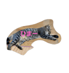 猫のささやかな日常です（個別スタンプ：12）