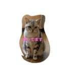 猫のささやかな日常です（個別スタンプ：13）