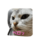 猫のささやかな日常です（個別スタンプ：14）