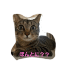 猫のささやかな日常です（個別スタンプ：16）