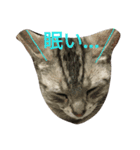 home  cat（個別スタンプ：2）