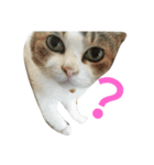 home  cat（個別スタンプ：3）