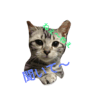 home  cat（個別スタンプ：4）