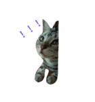 home  cat（個別スタンプ：5）