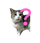 home  cat（個別スタンプ：6）