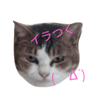 home  cat（個別スタンプ：7）