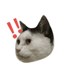 home  cat（個別スタンプ：8）