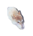 shiba momo~~（個別スタンプ：1）