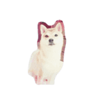 shiba momo~~（個別スタンプ：2）