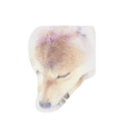 shiba momo~~（個別スタンプ：3）