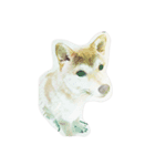 shiba momo~~（個別スタンプ：5）