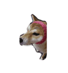 shiba momo~~（個別スタンプ：7）