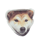shiba momo~~（個別スタンプ：8）