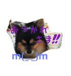 愛犬ロック 9（個別スタンプ：5）