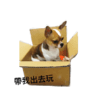 Chihuahua YuTzu（個別スタンプ：3）