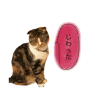 nyanko stamp2017-2（個別スタンプ：3）