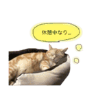 nyanko stamp2017-2（個別スタンプ：9）