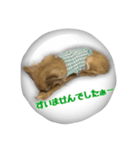 チワワのふう太とりん花（個別スタンプ：2）
