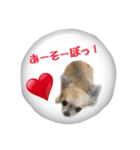 チワワのふう太とりん花（個別スタンプ：3）