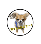 チワワのふう太とりん花（個別スタンプ：4）