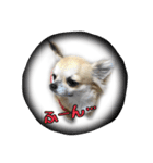 チワワのふう太とりん花（個別スタンプ：6）