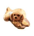 チワプーくるりの使えるスタンプ①（個別スタンプ：5）