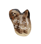 チワプーくるりの使えるスタンプ①（個別スタンプ：12）
