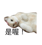 Dog＆Cat  PLAY（個別スタンプ：1）