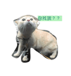 Dog＆Cat  PLAY（個別スタンプ：2）