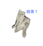 Dog＆Cat  PLAY（個別スタンプ：3）