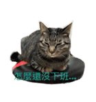 Dog＆Cat  PLAY（個別スタンプ：5）