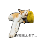 Dog＆Cat  PLAY（個別スタンプ：6）