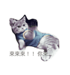 Dog＆Cat  PLAY（個別スタンプ：7）