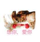 Dog＆Cat  PLAY（個別スタンプ：8）
