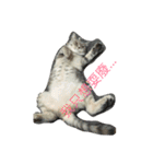 Dog＆Cat  PLAY（個別スタンプ：10）