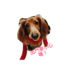 Dog＆Cat  PLAY（個別スタンプ：11）