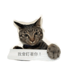 Dog＆Cat  PLAY（個別スタンプ：14）