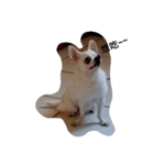 My life and dog（個別スタンプ：1）