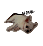 My life and dog（個別スタンプ：2）