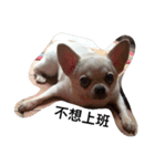 My life and dog（個別スタンプ：3）