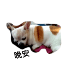 My life and dog（個別スタンプ：4）