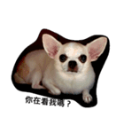 My life and dog（個別スタンプ：5）