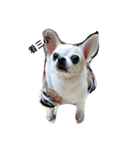 My life and dog（個別スタンプ：7）