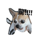 My life and dog（個別スタンプ：8）