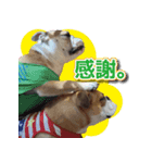 アポロ・マーブル・ロイズのスタンプ（個別スタンプ：7）