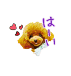 はなわんこ（個別スタンプ：11）