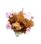 はなわんこ（個別スタンプ：13）