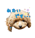はなわんこ（個別スタンプ：24）